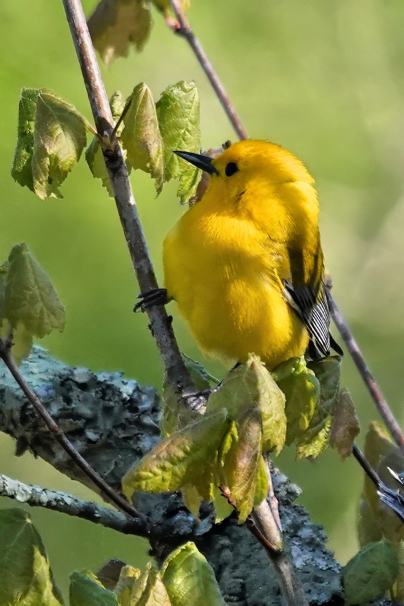 Prothonotary Warbler - ML617923853