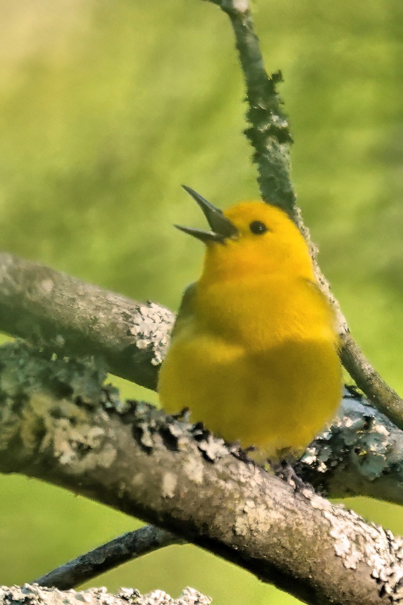 Prothonotary Warbler - ML617923854