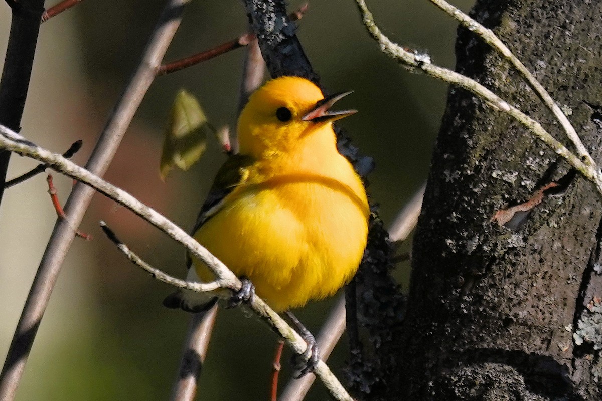Prothonotary Warbler - Alan Mitchnick