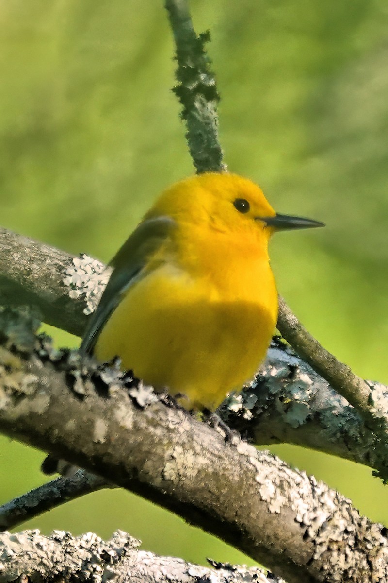 Prothonotary Warbler - ML617923856