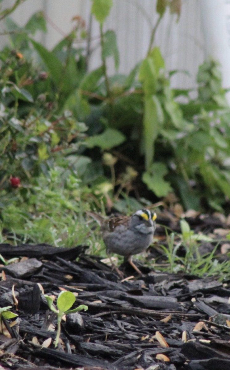 White-throated Sparrow - ML617923886