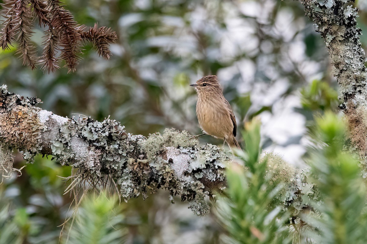 Striolated Tit-Spinetail - ML617923927