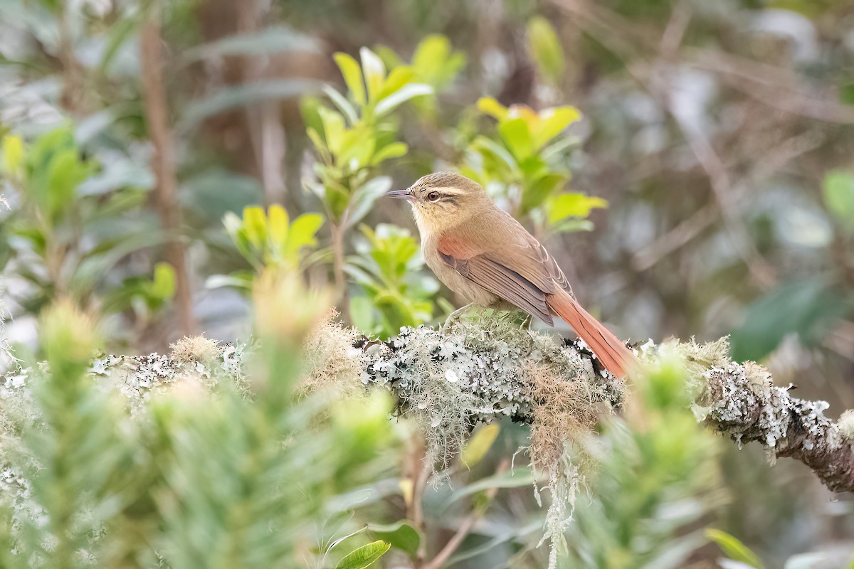 Olive Spinetail - ML617923930