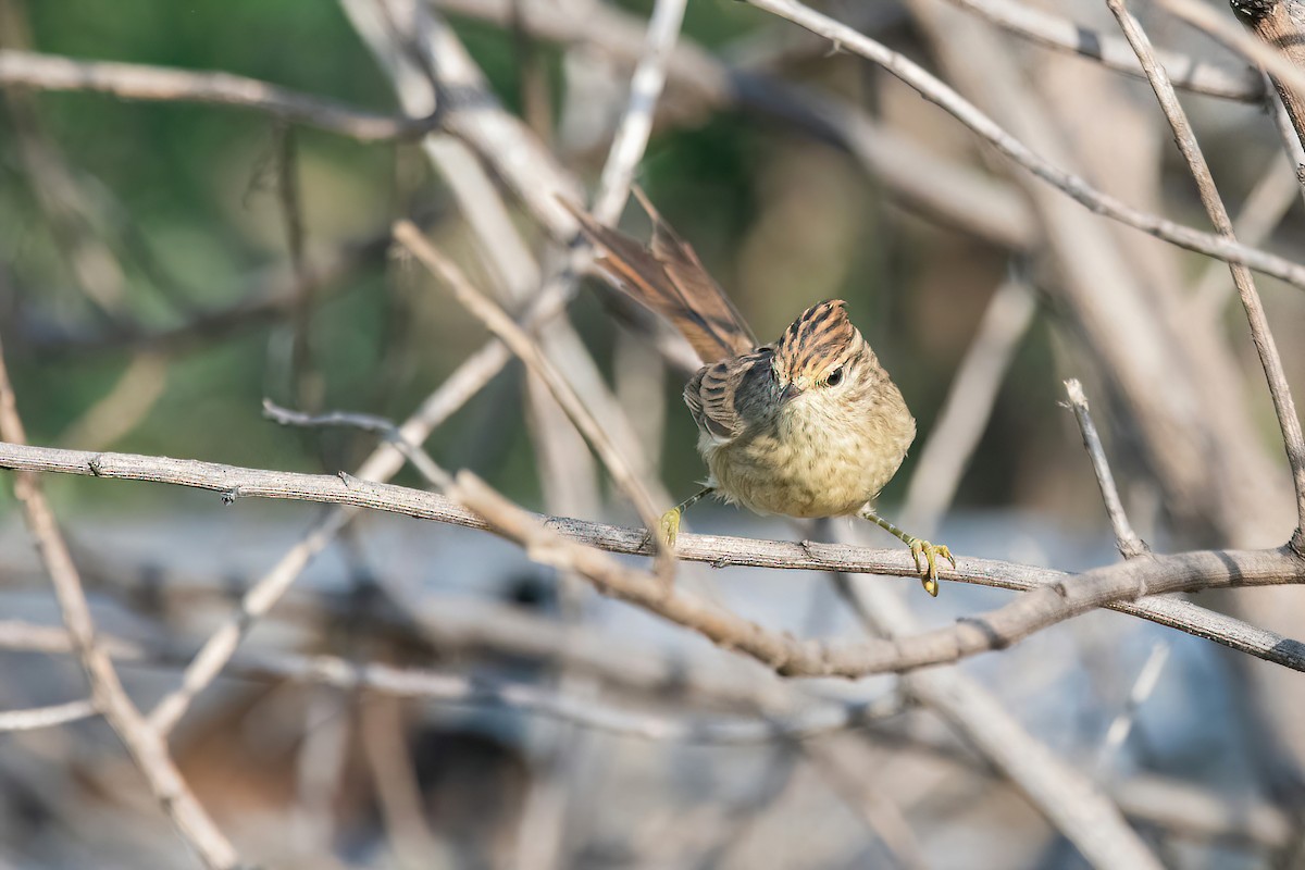 Striolated Tit-Spinetail - ML617923954