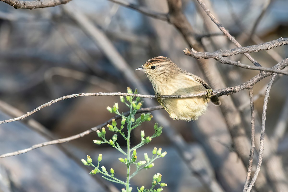 Striolated Tit-Spinetail - ML617923956