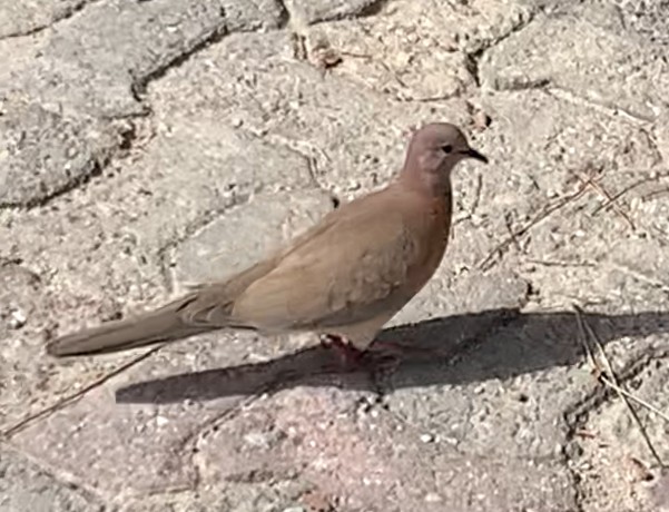 Laughing Dove - ML617923957