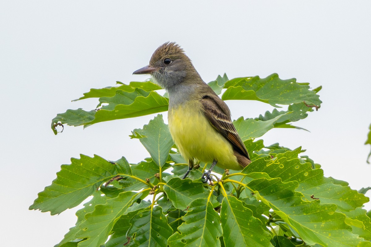 Great Crested Flycatcher - ML617923958