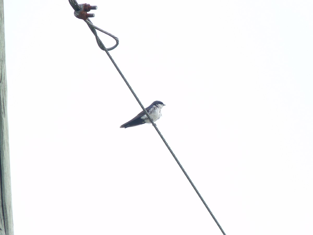 Blue-and-white Swallow - ML617923971