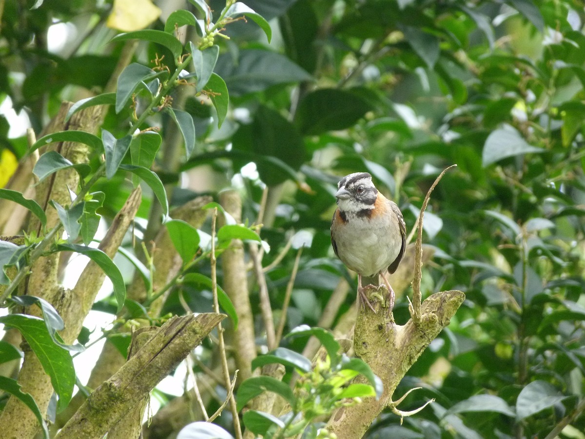 Rufous-collared Sparrow - ML617923996