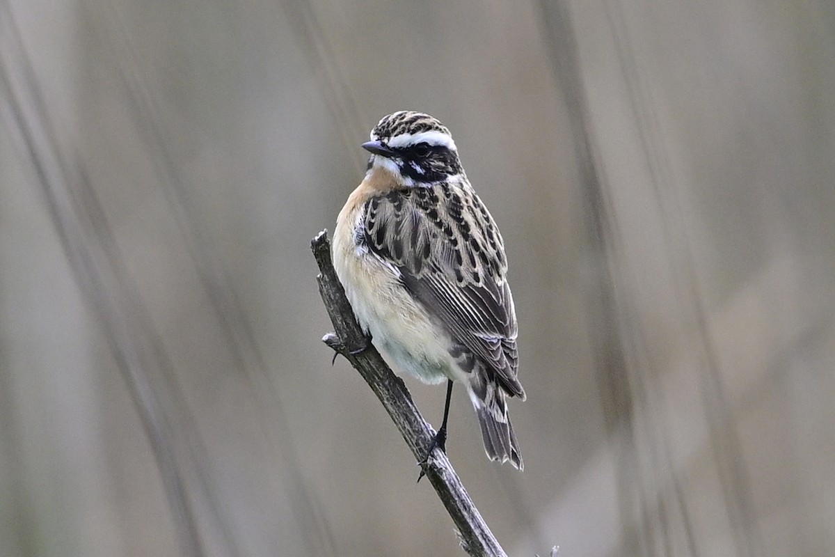 Whinchat - ML617923997