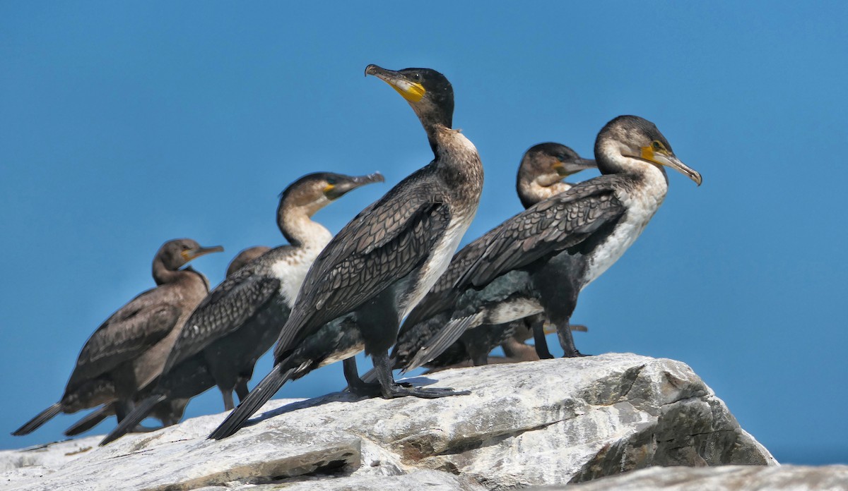 Great Cormorant (White-breasted) - ML617923999