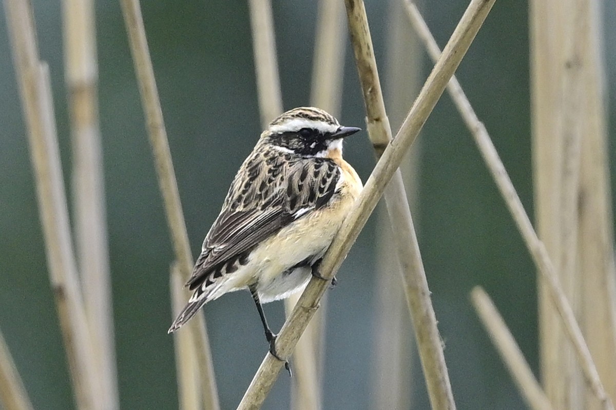 Whinchat - ML617924000