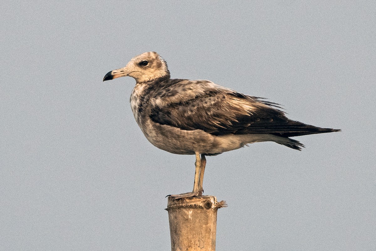 Black-tailed Gull - ML617924003