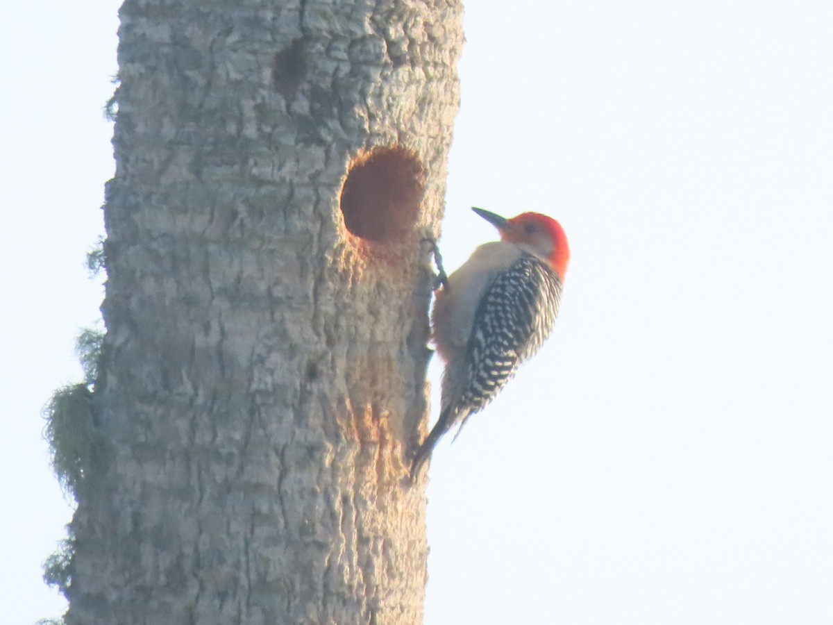 Red-bellied Woodpecker - Garrett Yocklin