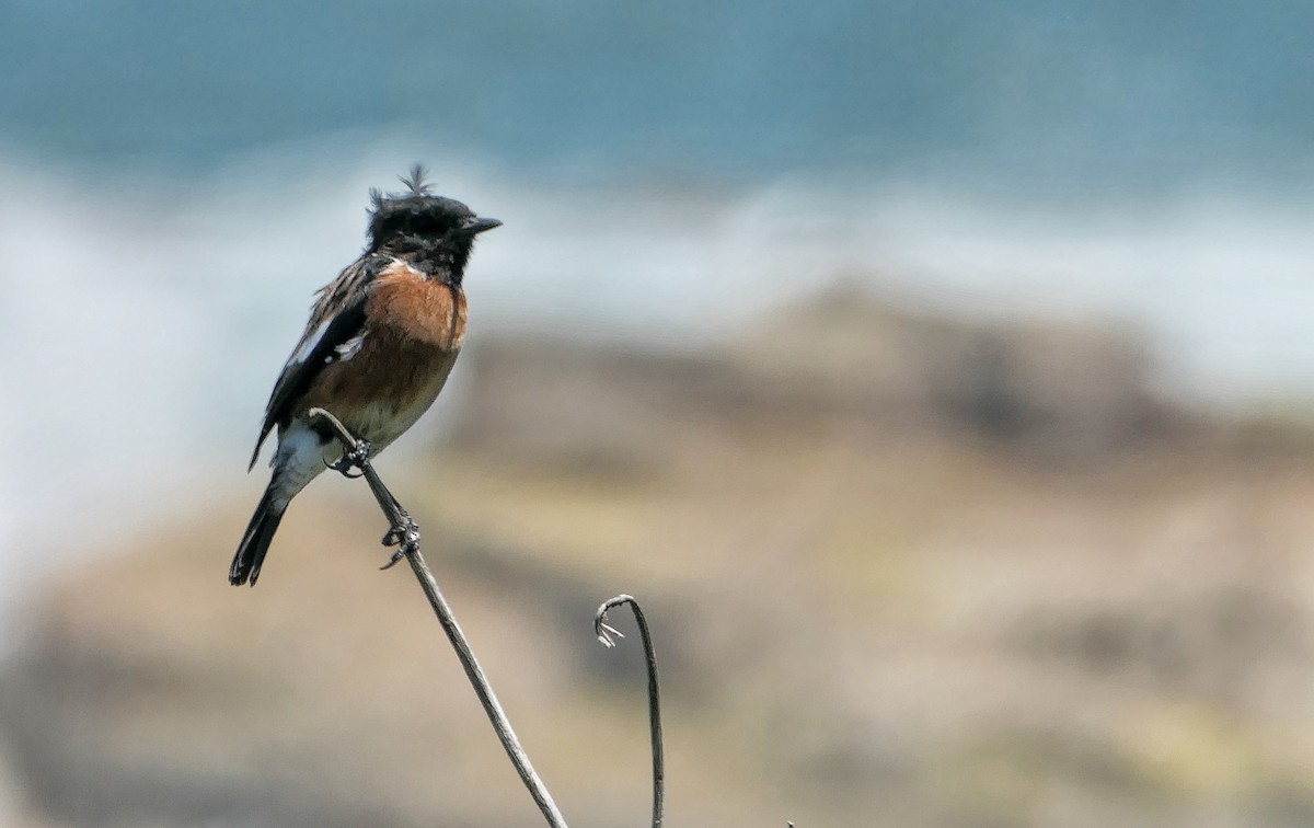 African Stonechat - ML617924014