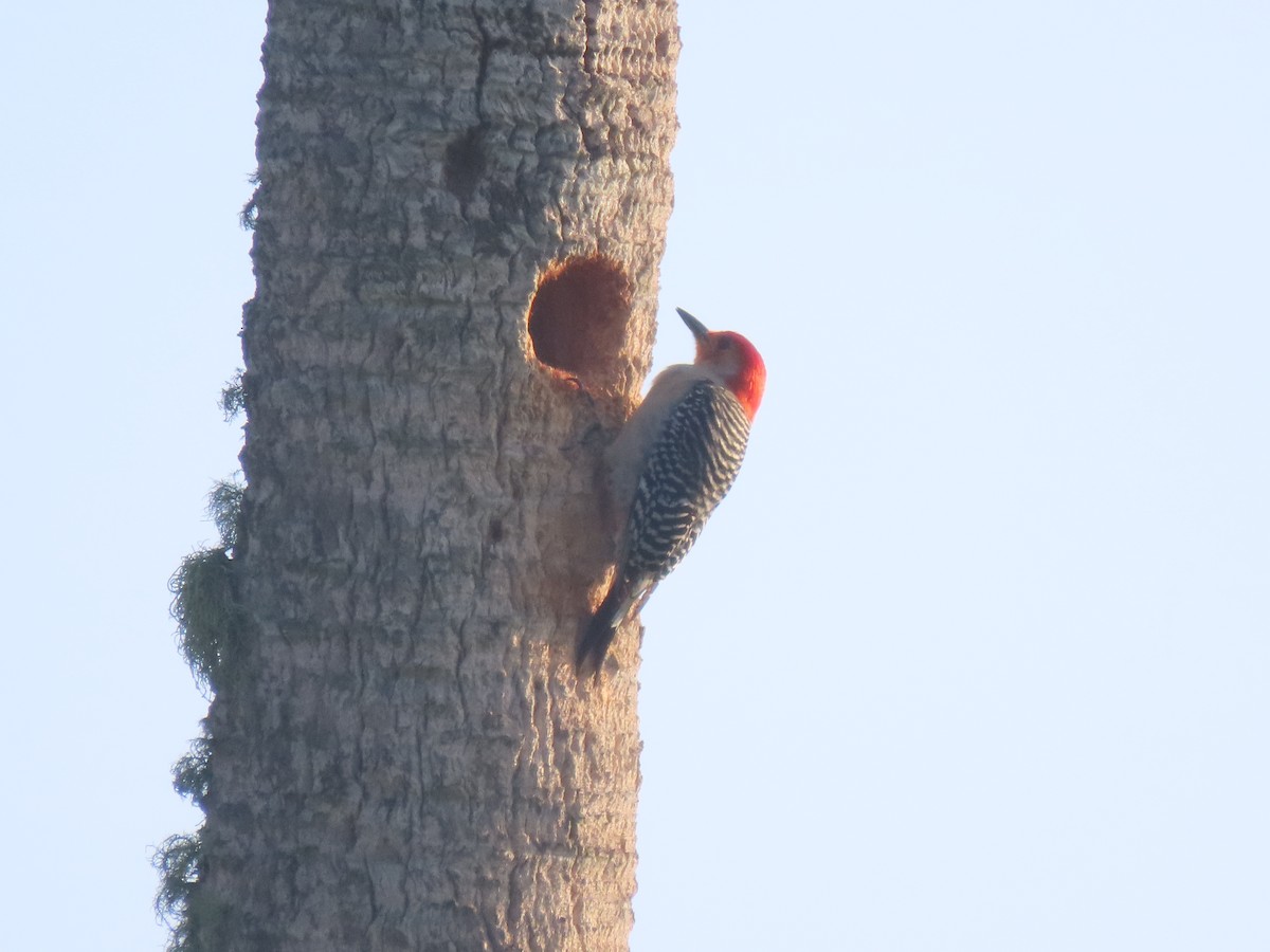Red-bellied Woodpecker - Garrett Yocklin