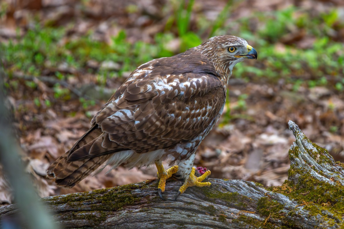 Red-tailed Hawk - ML617924037
