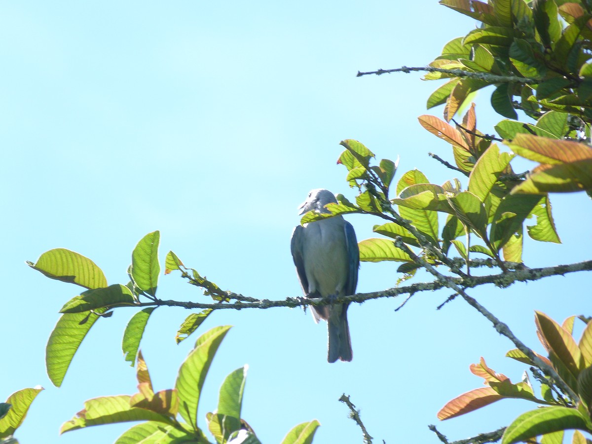 Blue-gray Tanager - ML617924056
