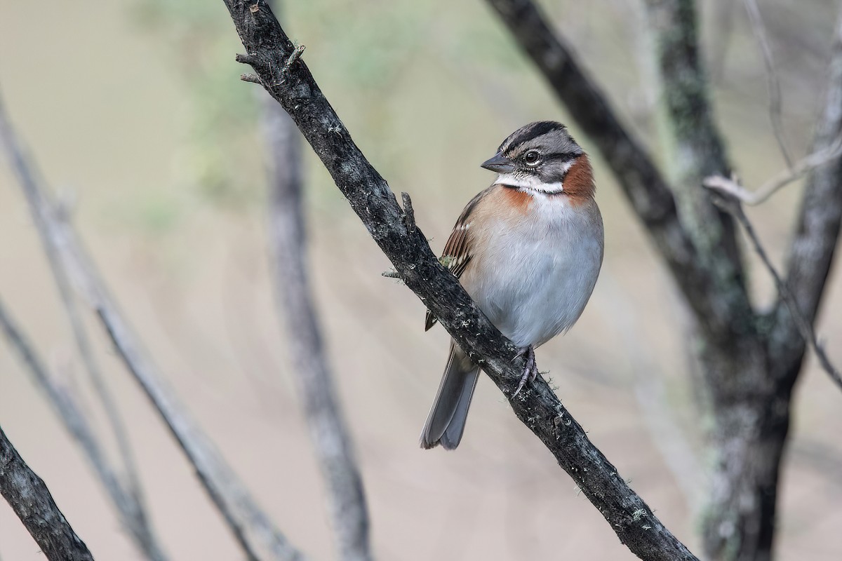 Rufous-collared Sparrow - ML617924075