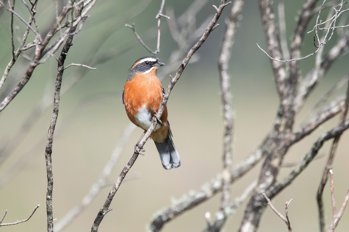 Black-and-rufous Warbling Finch - ML617924079