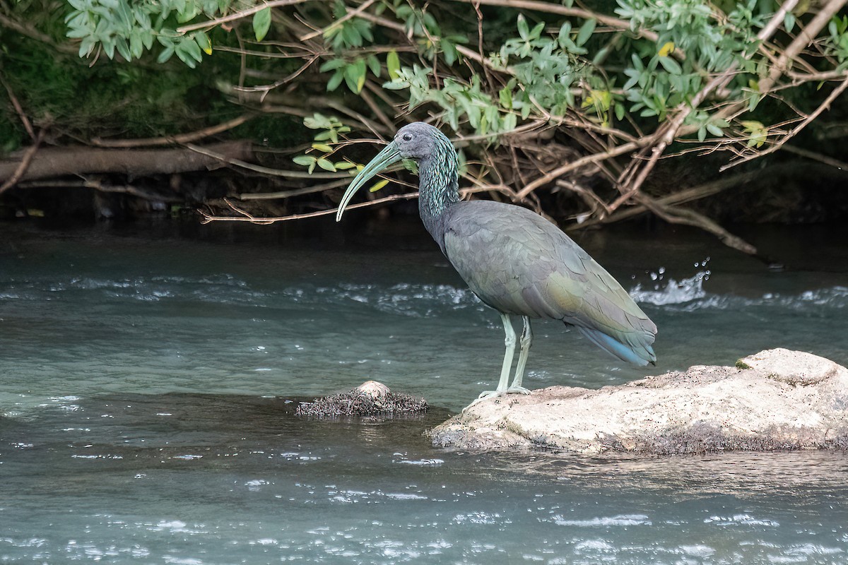 ibis zelený - ML617924084