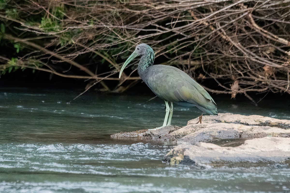 ibis zelený - ML617924085