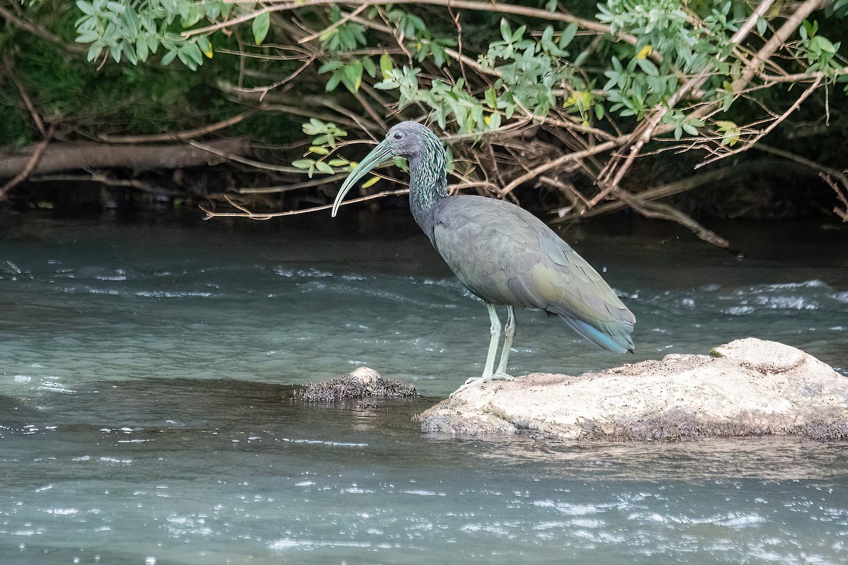 ibis zelený - ML617924086