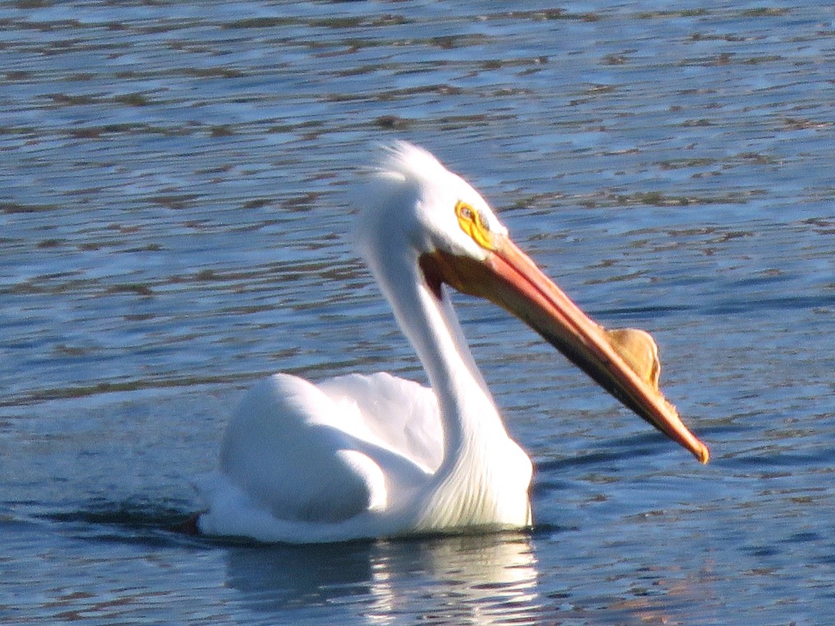 American White Pelican - Bev Brondel