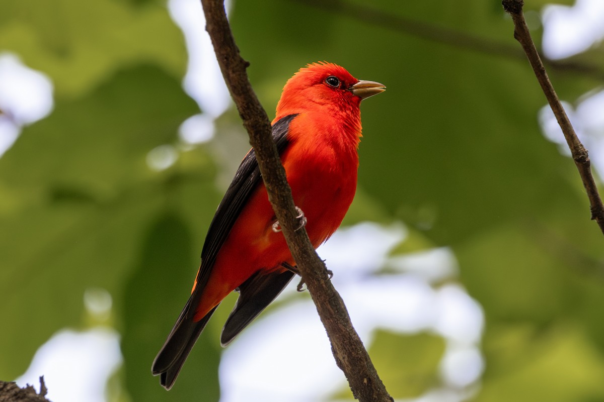 Scarlet Tanager - ML617924167
