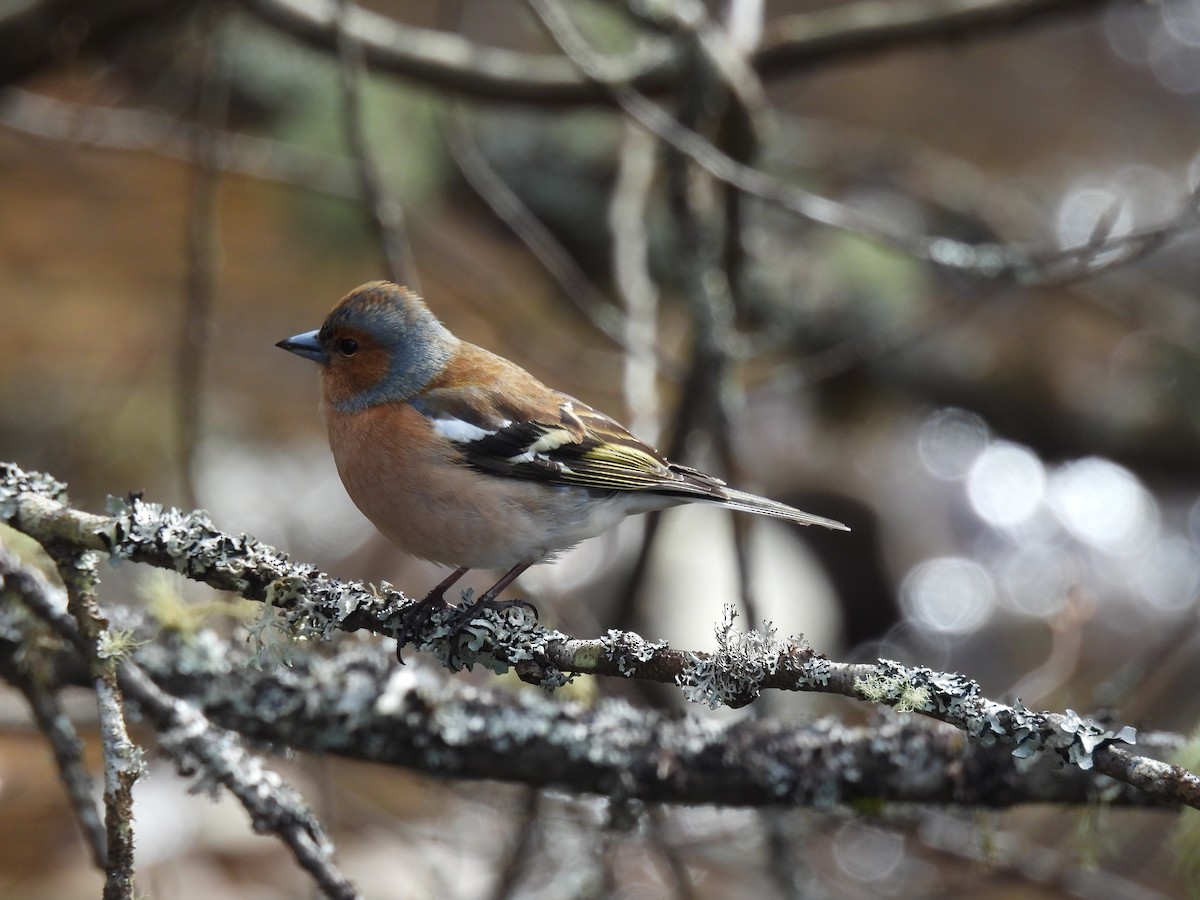 Common Chaffinch - Mike Coulson