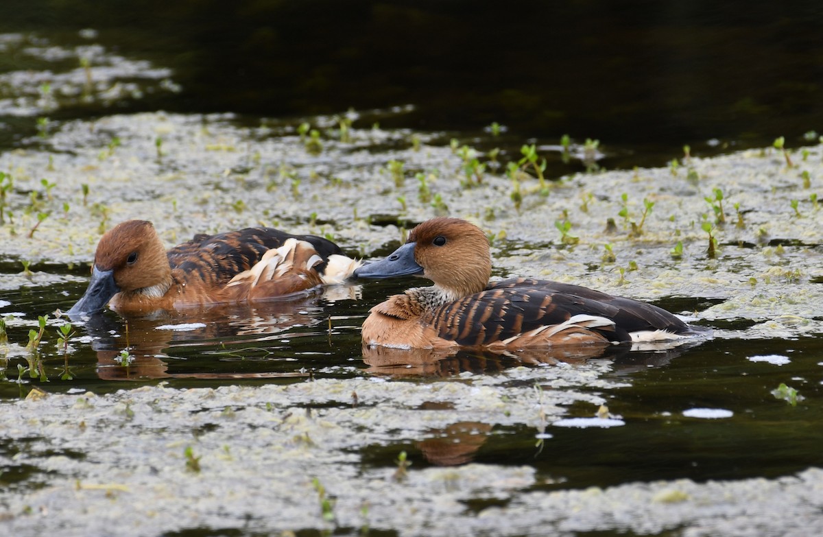 Fulvous Whistling-Duck - ML617924242