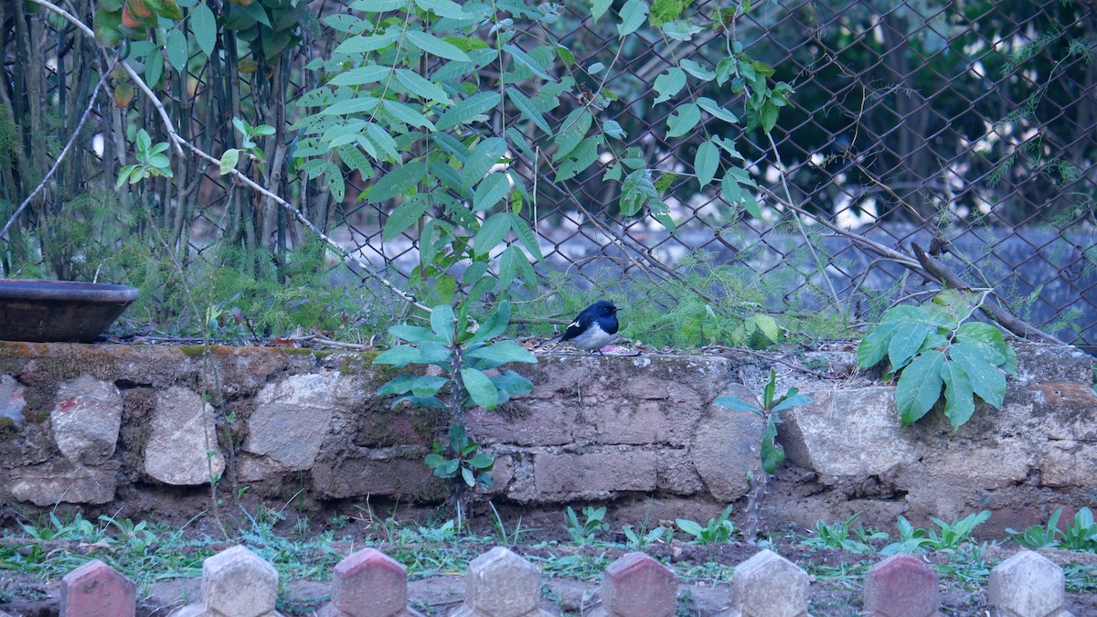 Oriental Magpie-Robin - Kartikeya Gupta