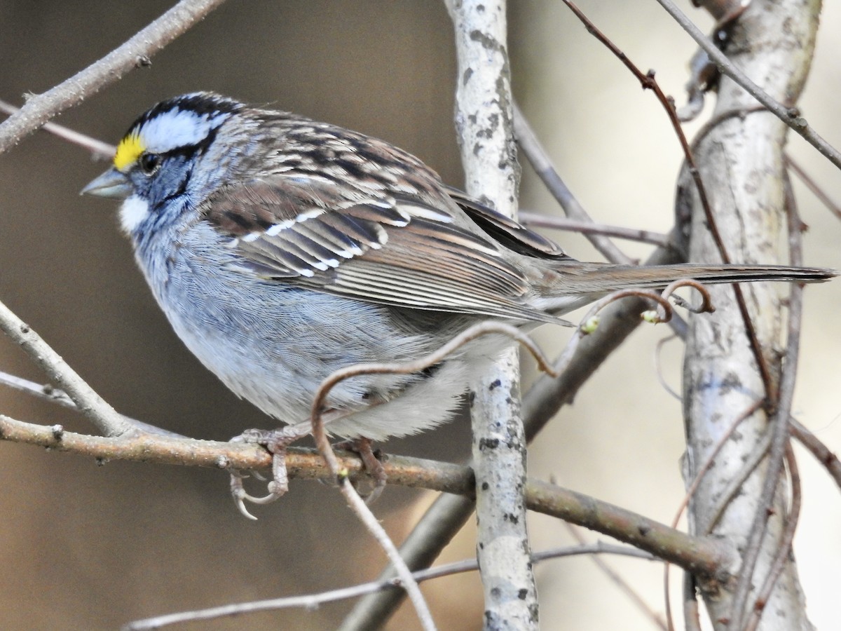 White-throated Sparrow - ML617924304