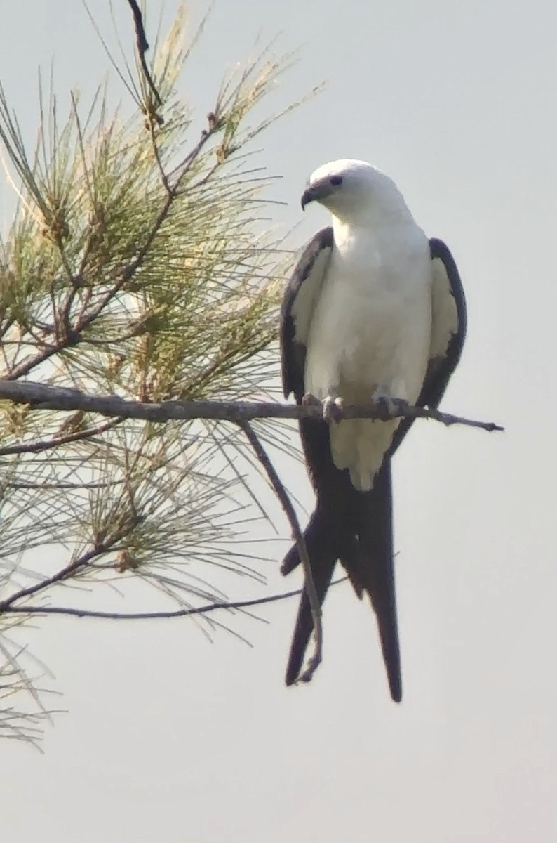 Swallow-tailed Kite - ML617924308