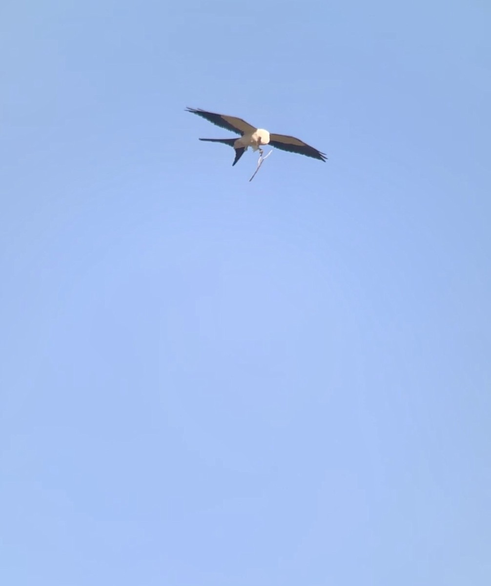 Swallow-tailed Kite - ML617924309