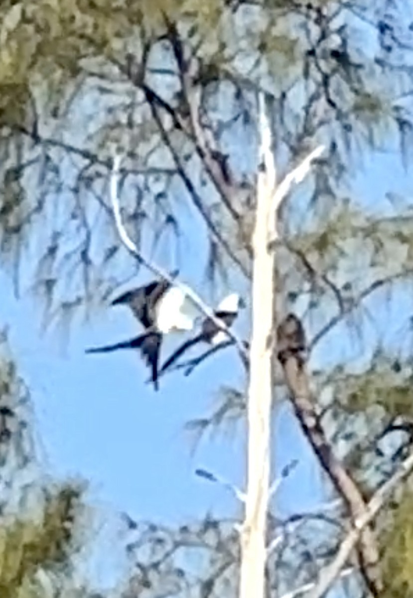 Swallow-tailed Kite - ML617924311