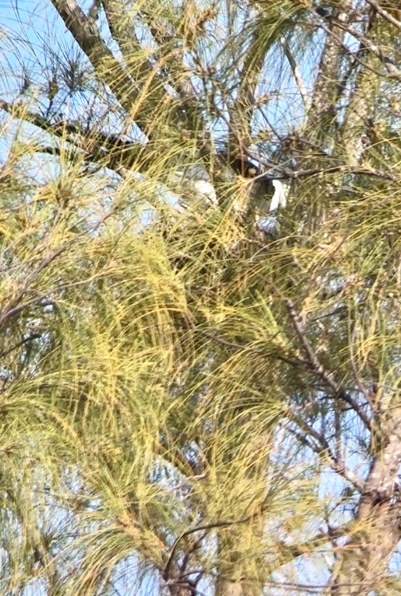 Swallow-tailed Kite - ML617924312