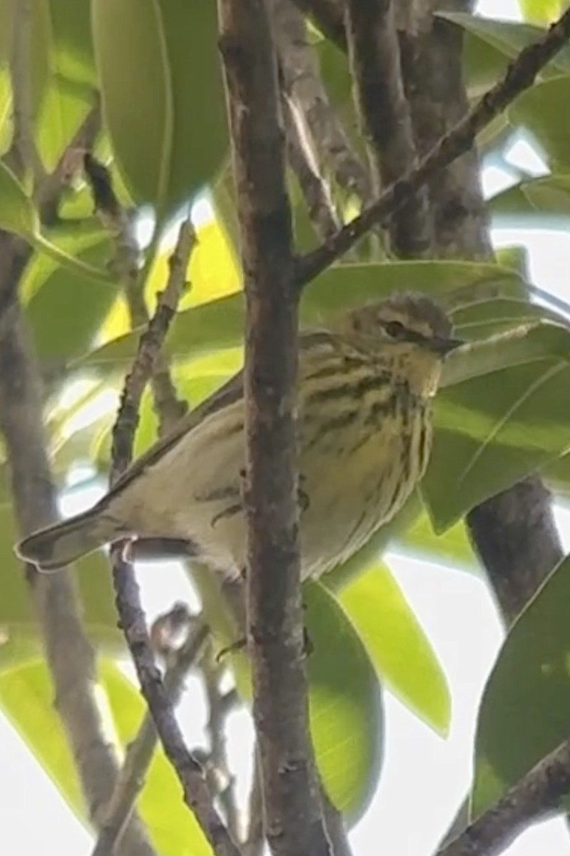 Cape May Warbler - Soule Mary
