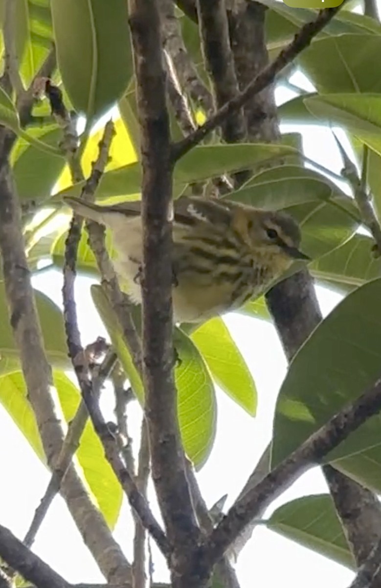 Cape May Warbler - ML617924317