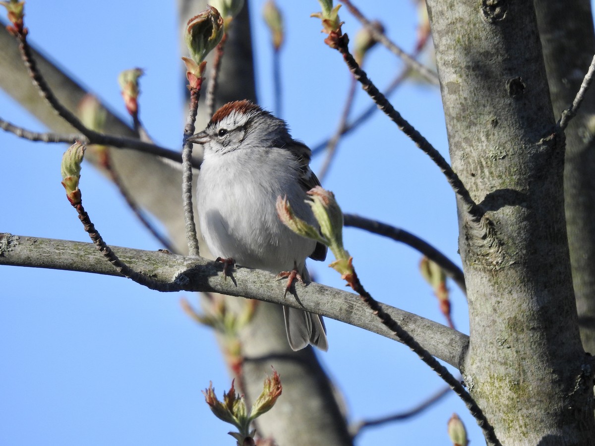 Chipping Sparrow - Laurie  Keefe