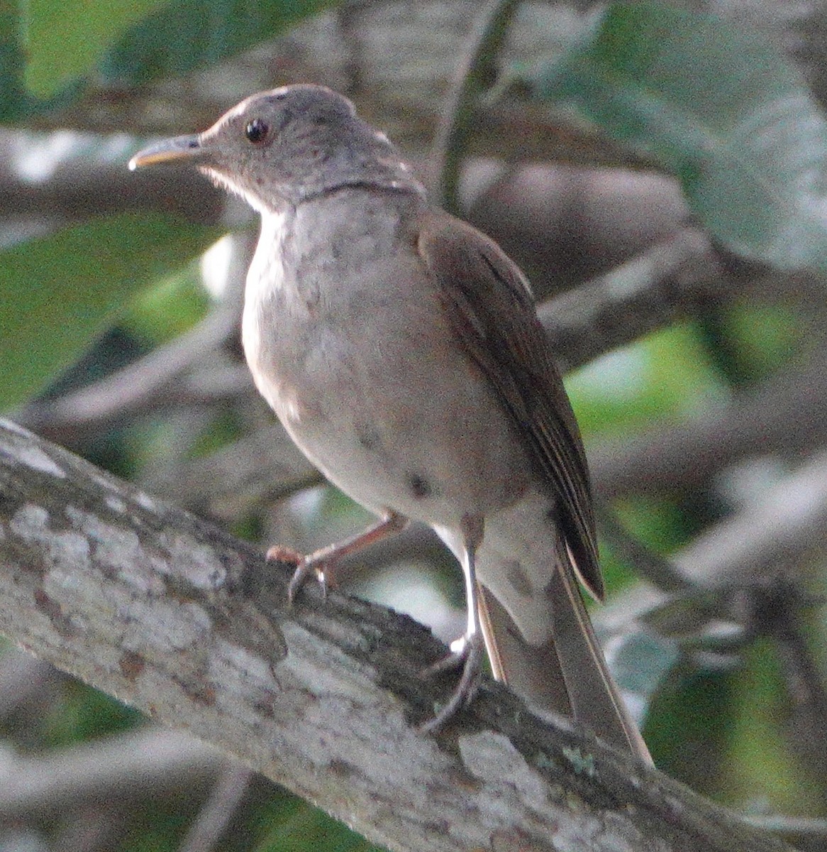 Pale-breasted Thrush - ML617924349