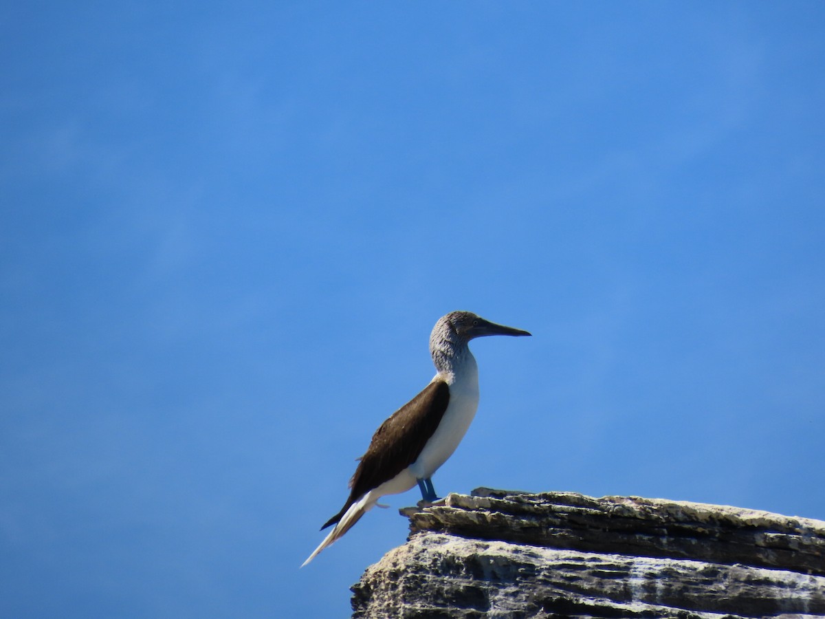 Blue-footed Booby - Dylan Fishbein