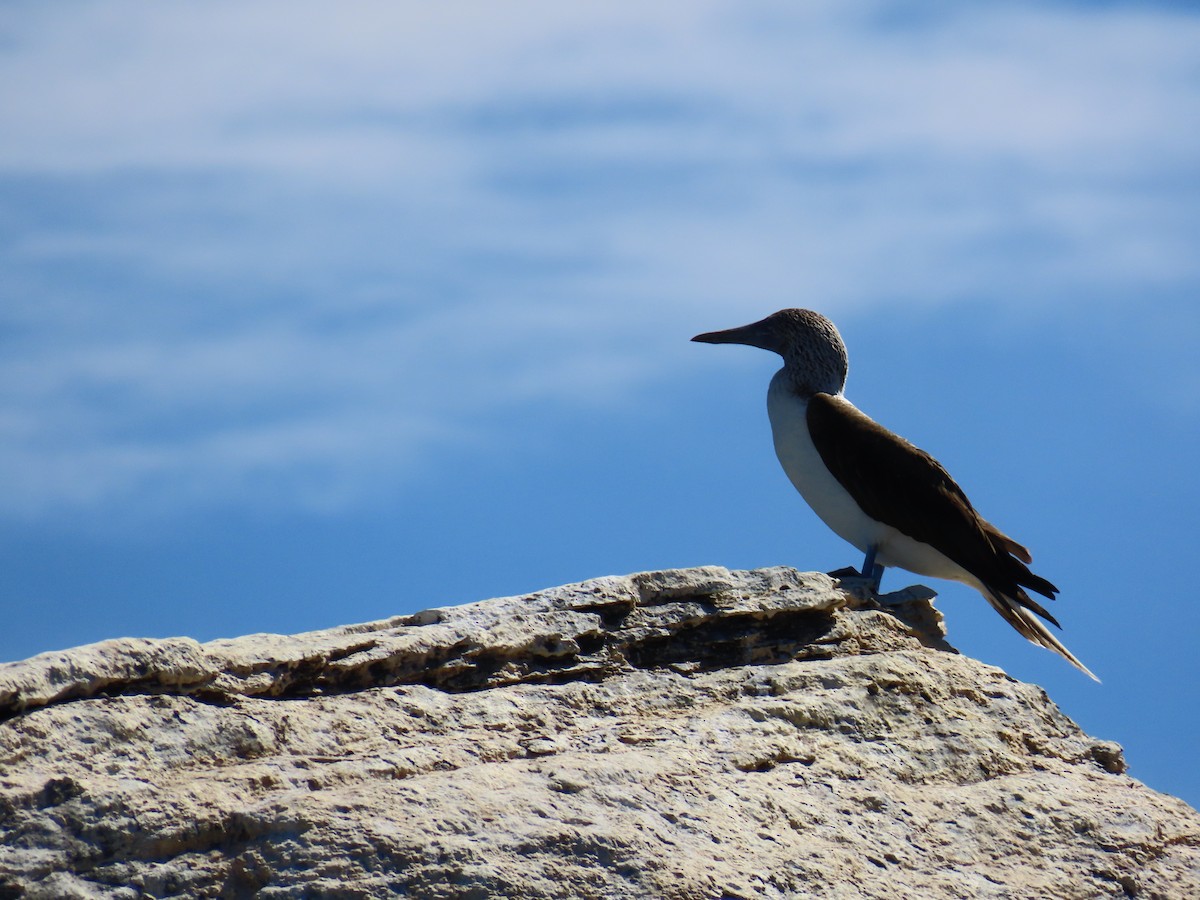 Blue-footed Booby - ML617924391
