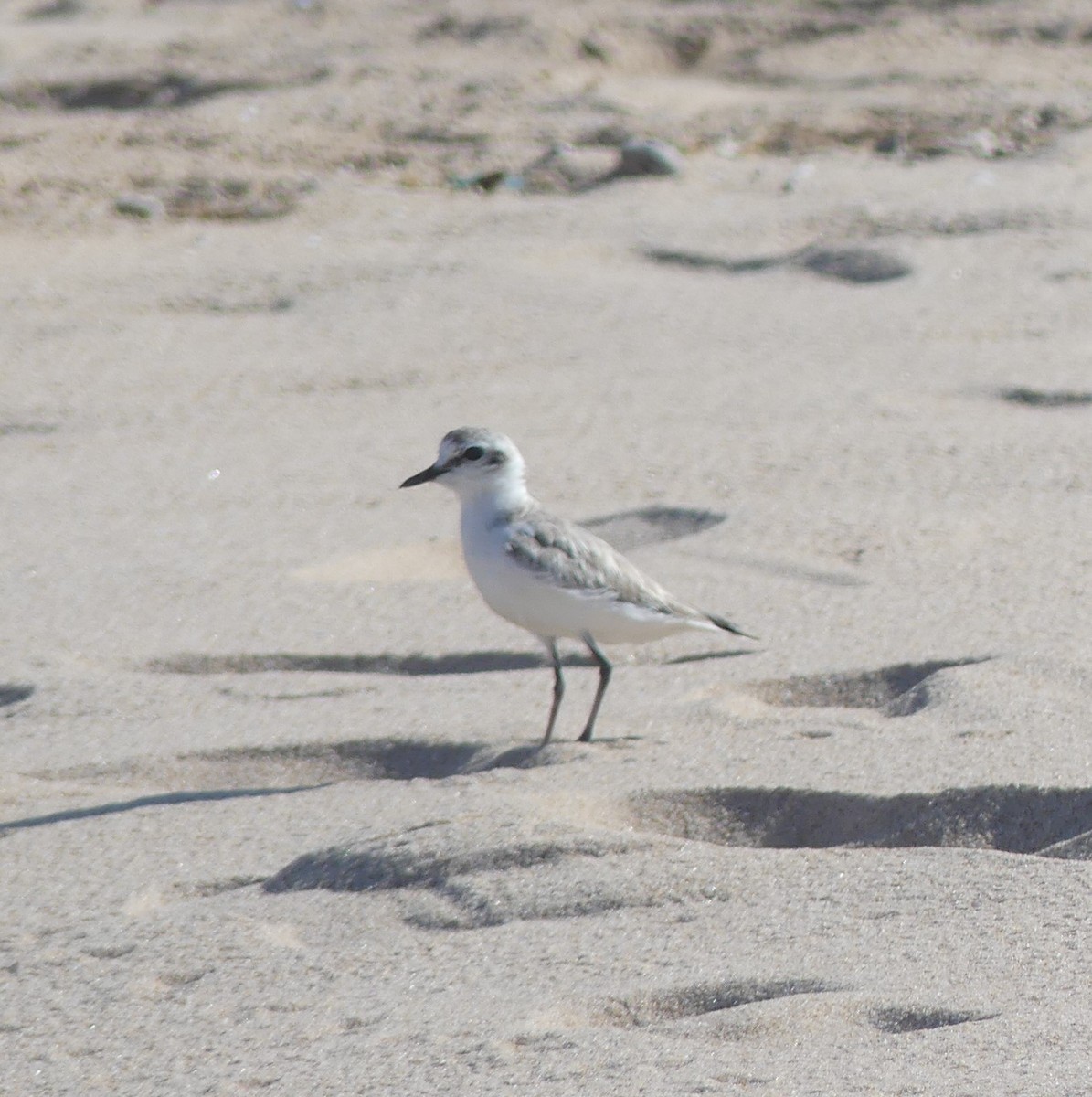 White-fronted Plover - ML617924421