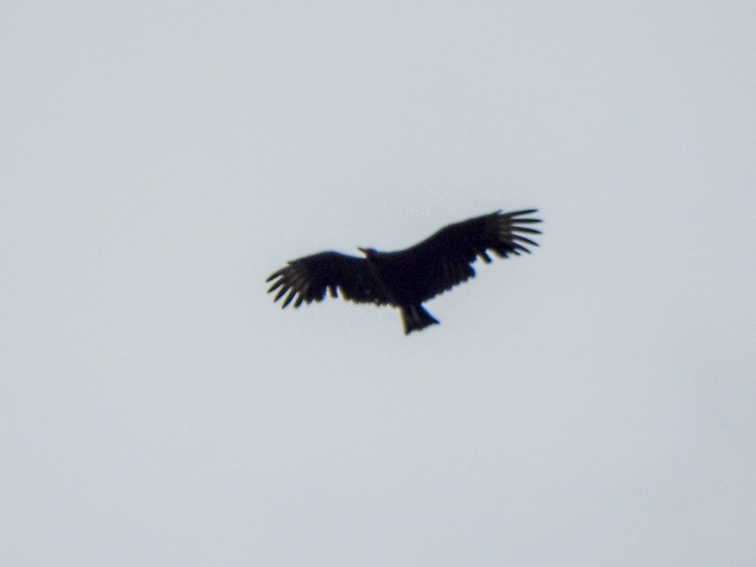 Black Vulture - ML617924435