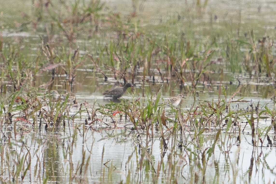 Spotted Redshank - ML617924478