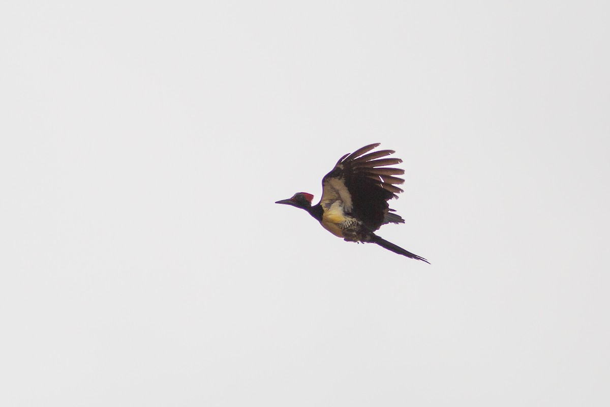 White-bellied Woodpecker - ML617924482