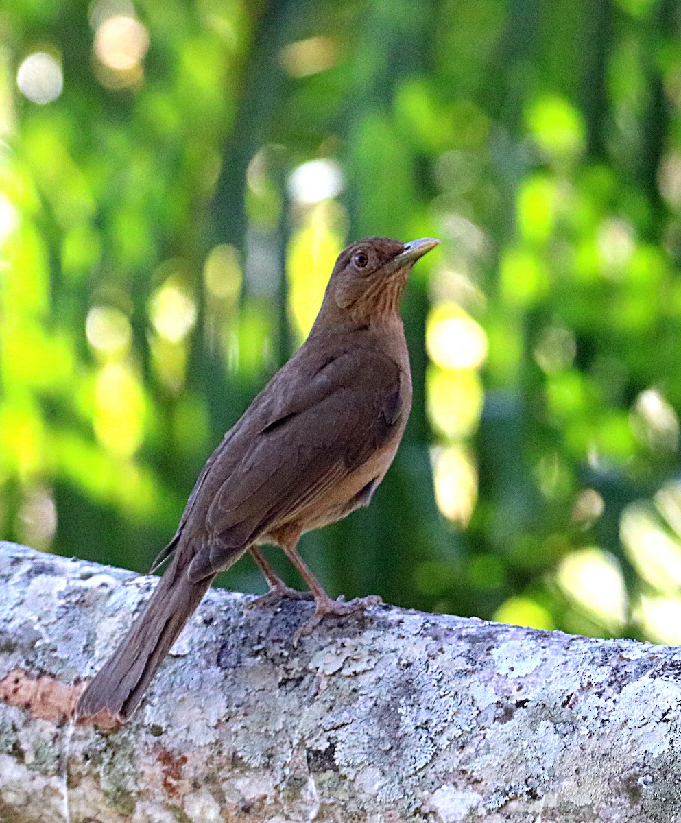 Clay-colored Thrush - Charlie Doggett