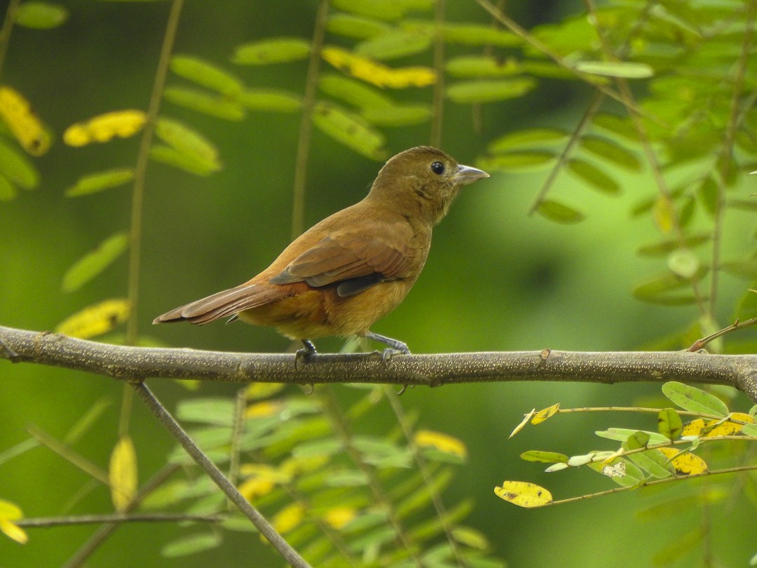 Ruby-crowned Tanager - Alido junior