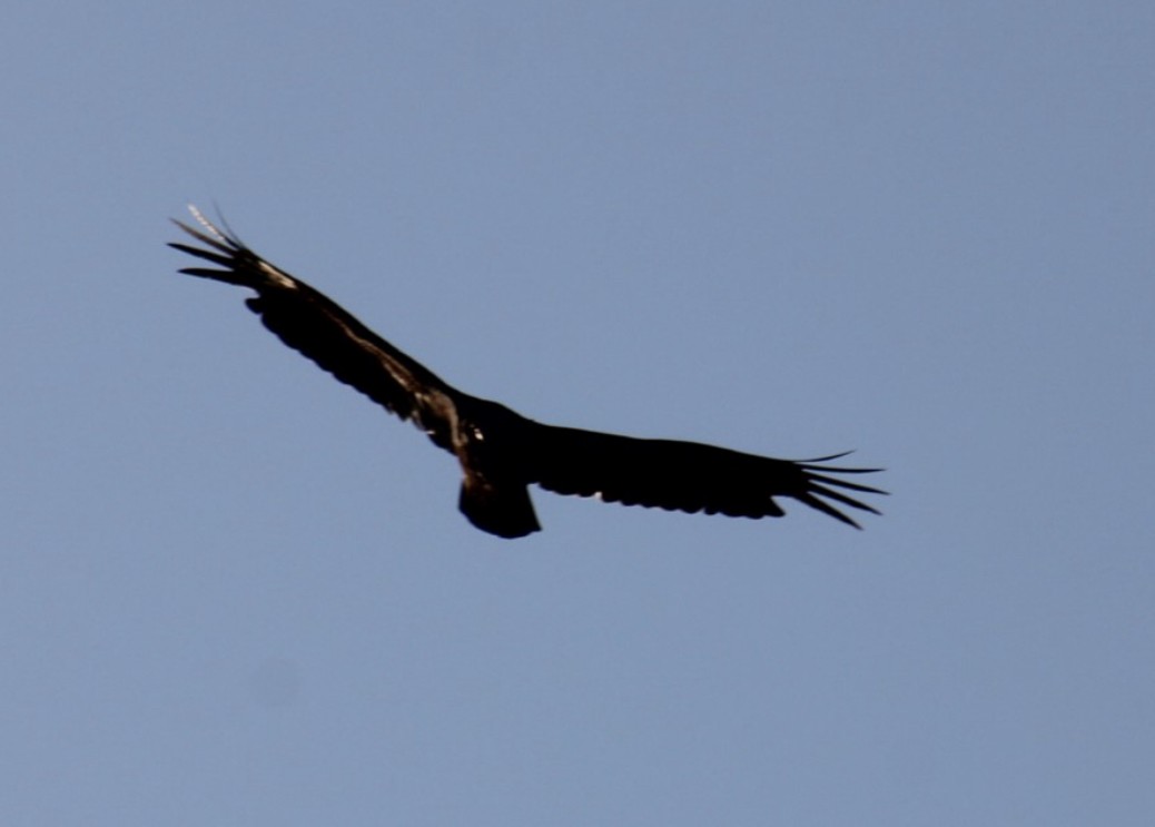 Black Vulture - ML617924512